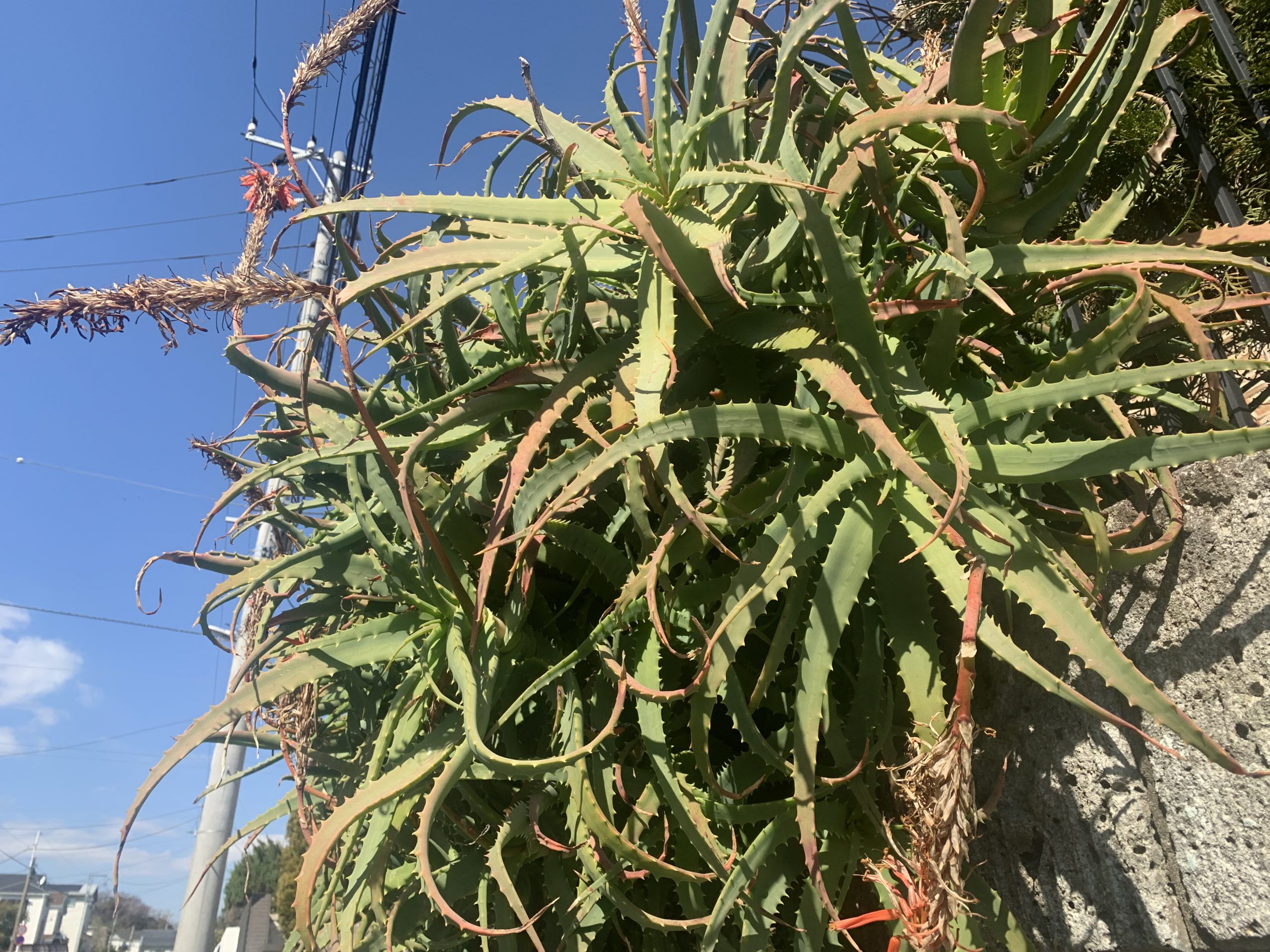 植物コレクション009 鎌倉時代あたりから日本に伝来していた アロエ Branding Tailor