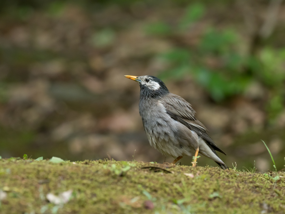 鎌倉の野鳥コレクション12 やかましい田舎者の集団 ムクドリ Branding Tailor